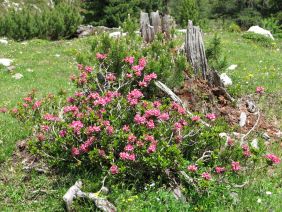 La Clarée riche en flore et faune !