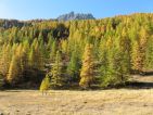 Mélèzes couleur or en Clarée l'automne